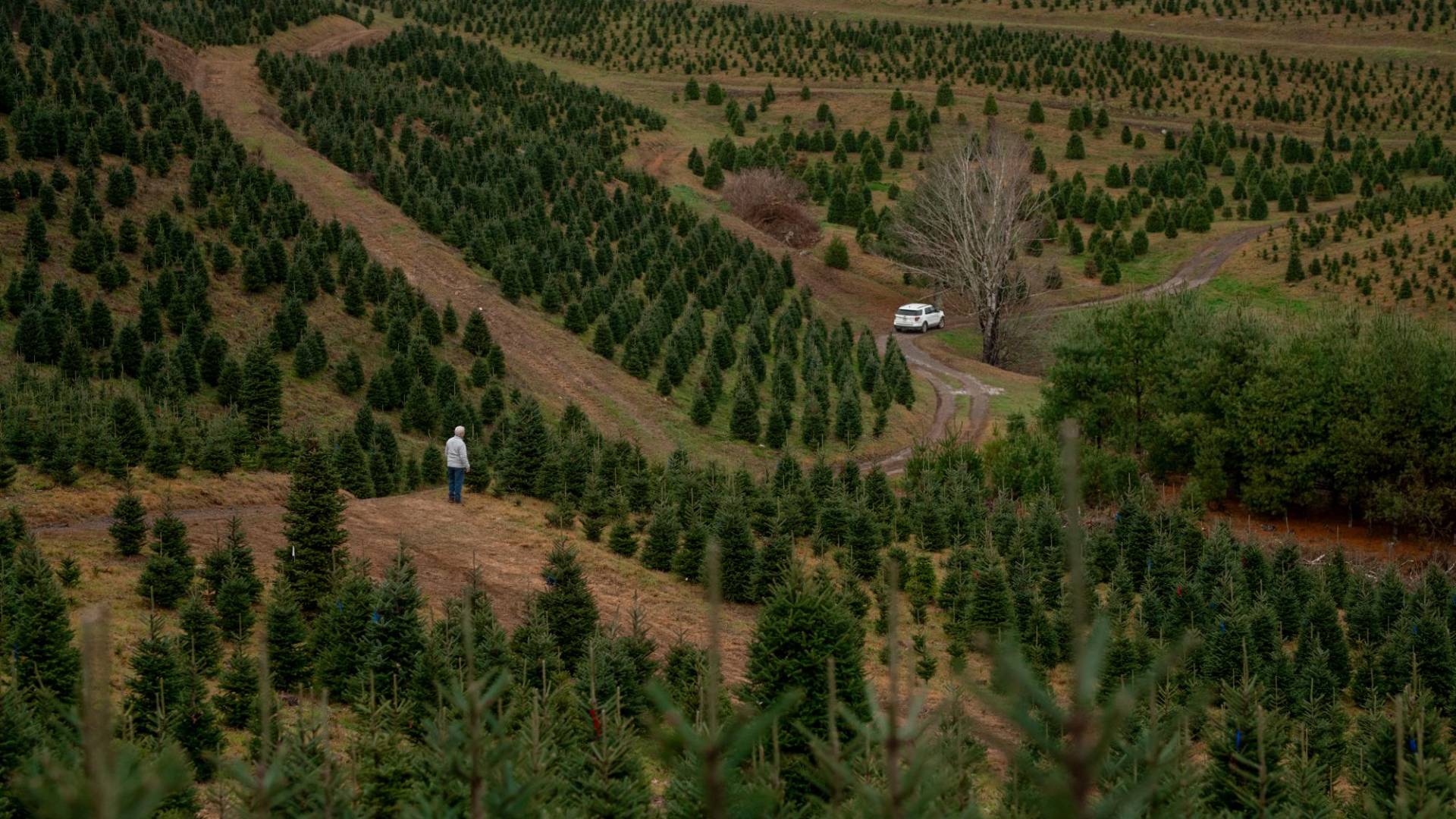$!El popular abeto Fraser sólo crece en montañas del sur de los Apalaches, que sufrieron daños de huracán en septiembre.