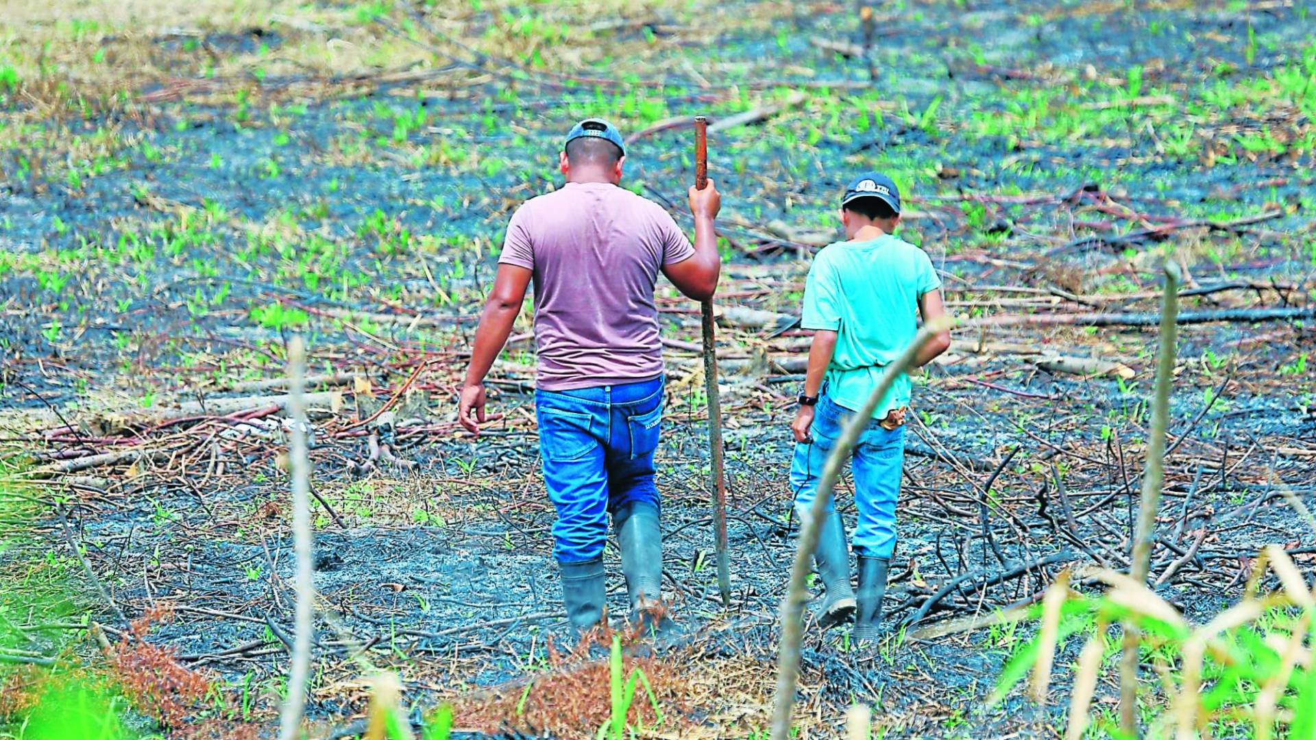 $!Cenaos y Agricultura ofrecerán a los productores el panorama para la siembra.