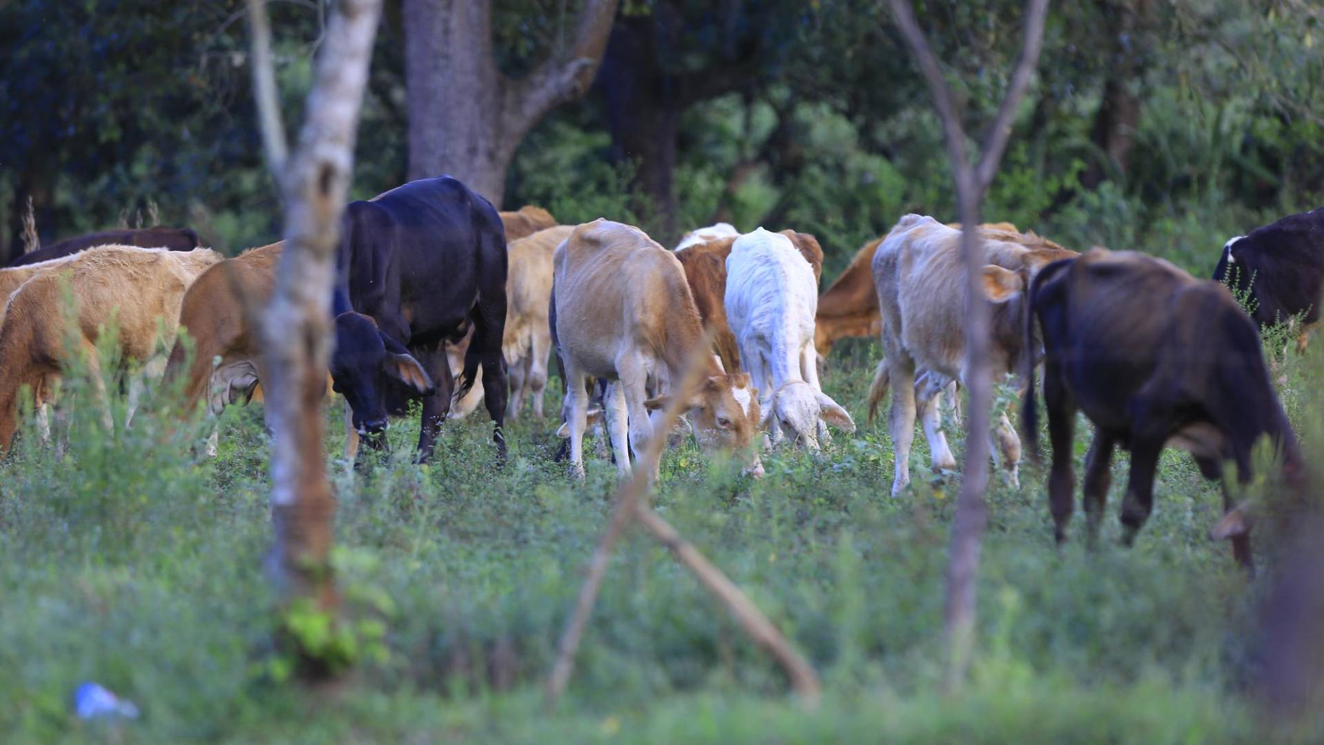 $!Áreas de cultivo, ganaderías y producción de pollos se verán inundadas por el embalse. Hay granjas en expansión que deberán ser indemnizadas o trasladadas.