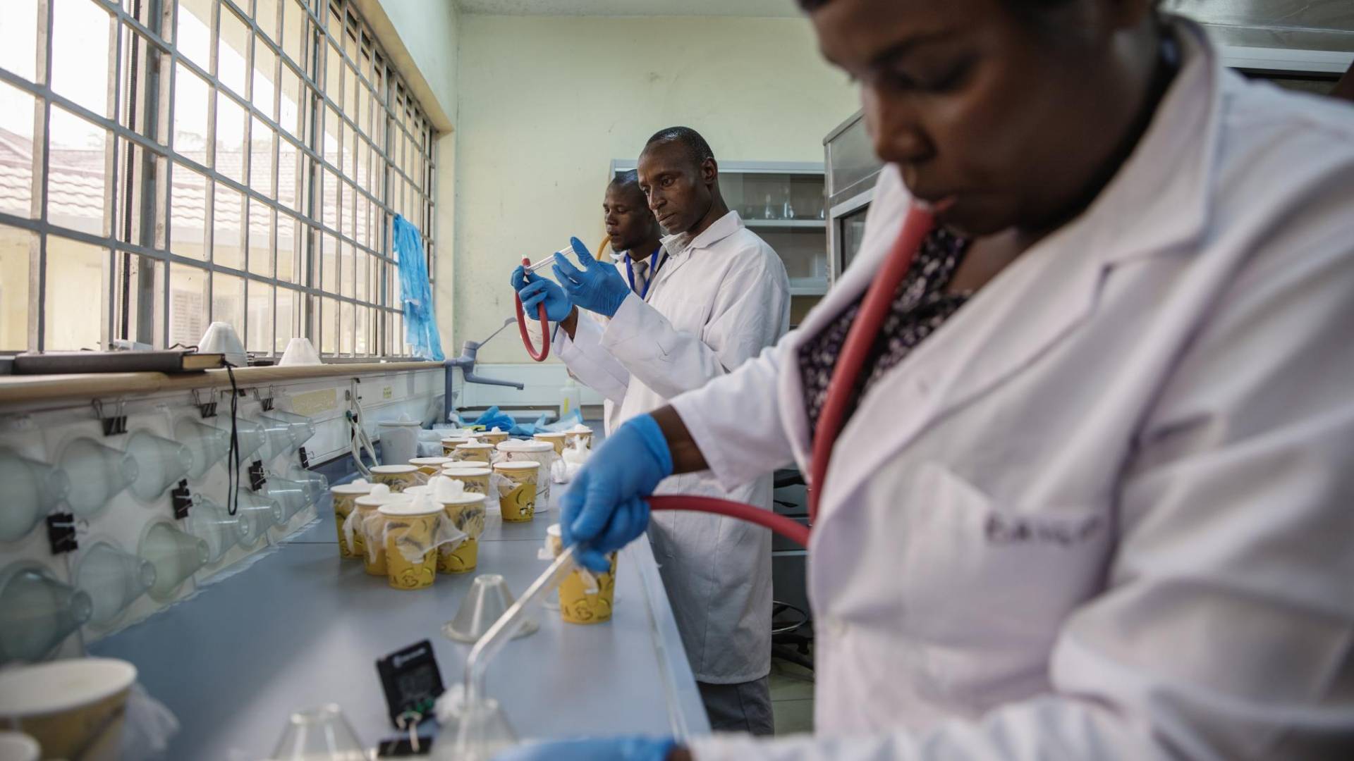 $!Un mosquito que prospera en las zonas urbanas se ha extendido de Asia a África. Un laboratorio en Kisumu, Kenia.