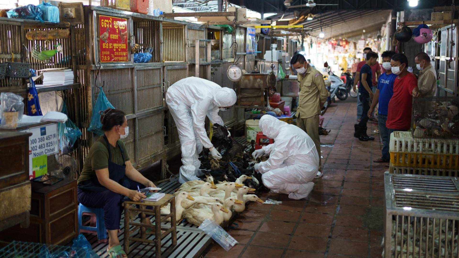 $!Recolectando muestras de aves para realizar pruebas del virus en el mercado de aves vivas Orussey, en Phnom Penh.