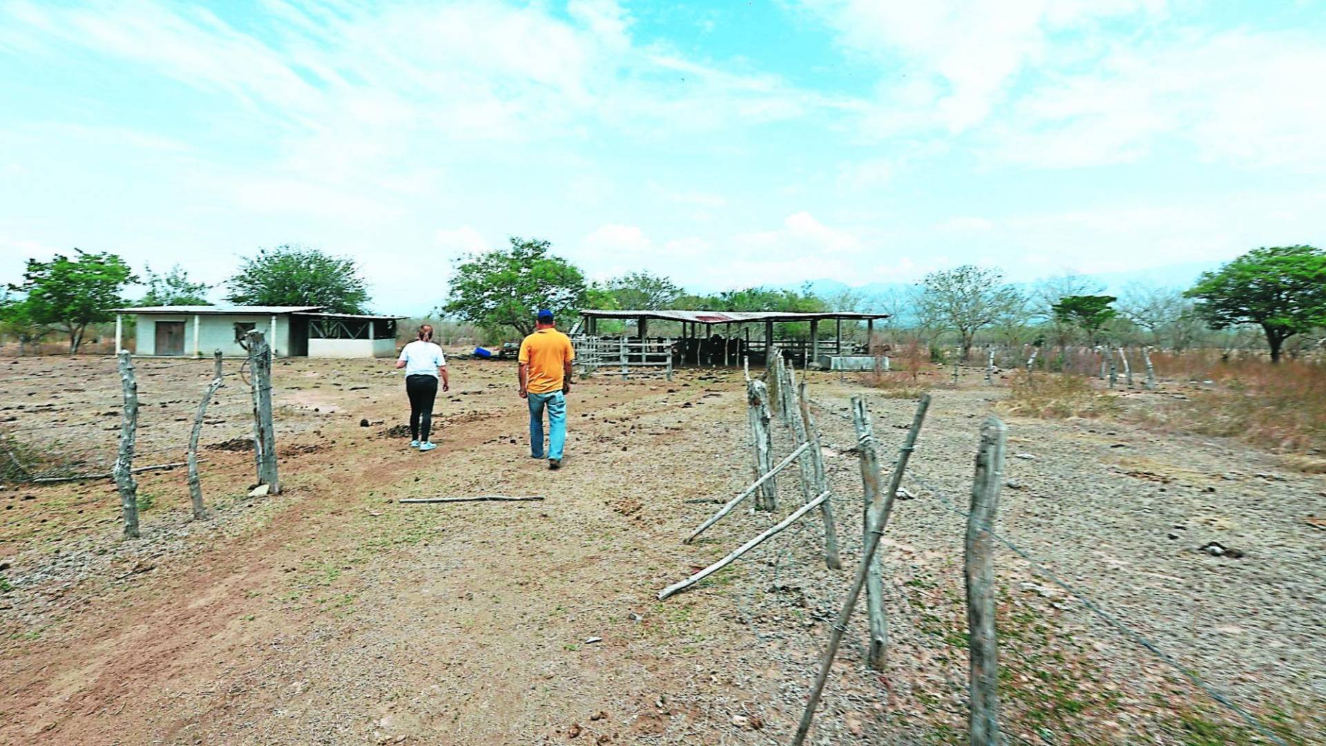 $!La agricultura y la ganadería sufren la falta de lluvias.
