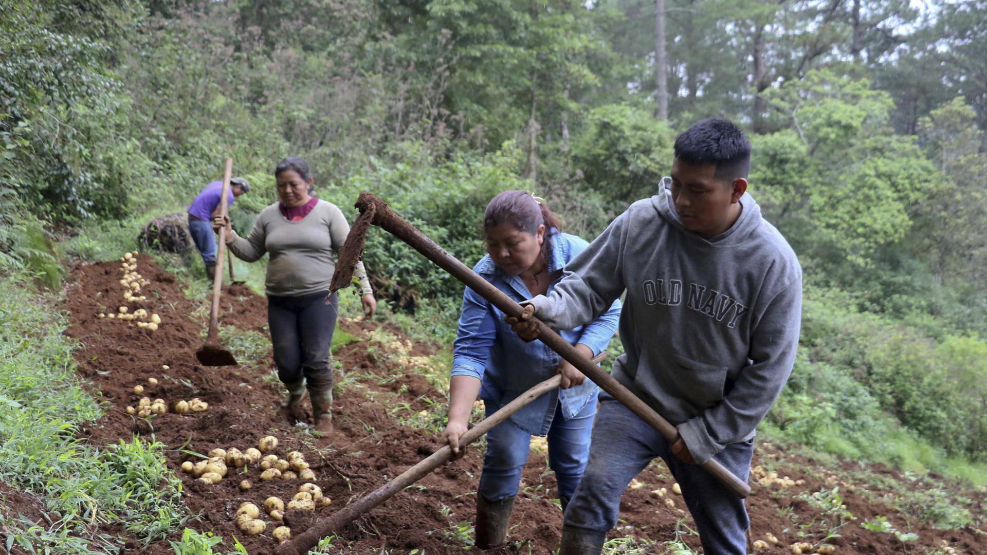 $!Indígenas Lencas trabajan en sembradillo de papas en el municipio de Intibucá en Intibucá (Honduras).