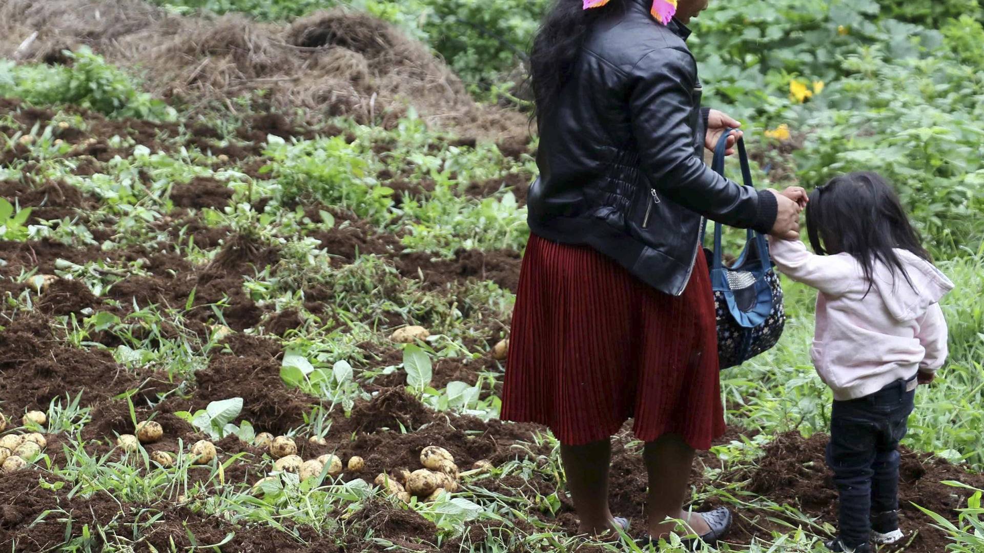 $!Fotografía que muestra una mujer indígena lenca junto a una niña en un sembradillo de papa en Intibucá.
