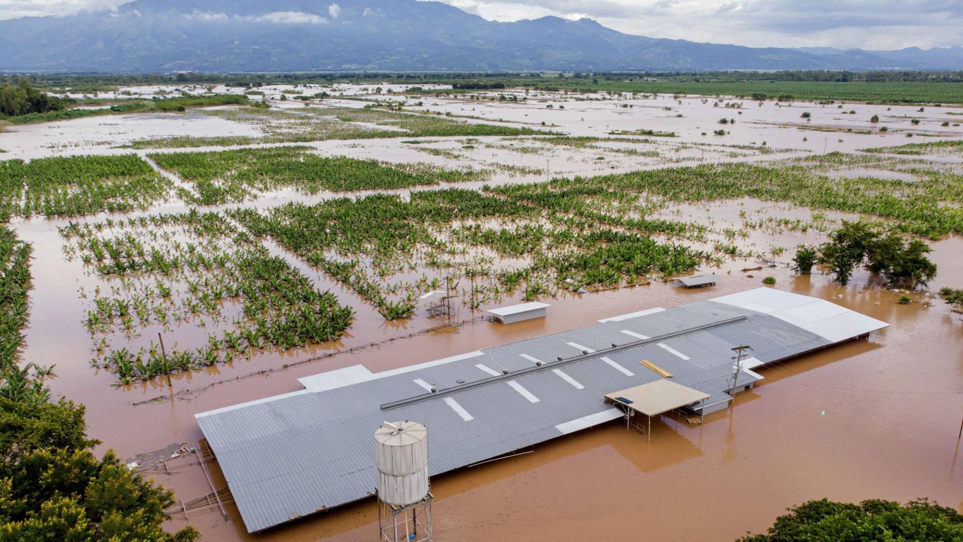 $!El agro resultó severamente afectado porque las lluvias inundaron muchas plantaciones de banano y palma aceitera.
