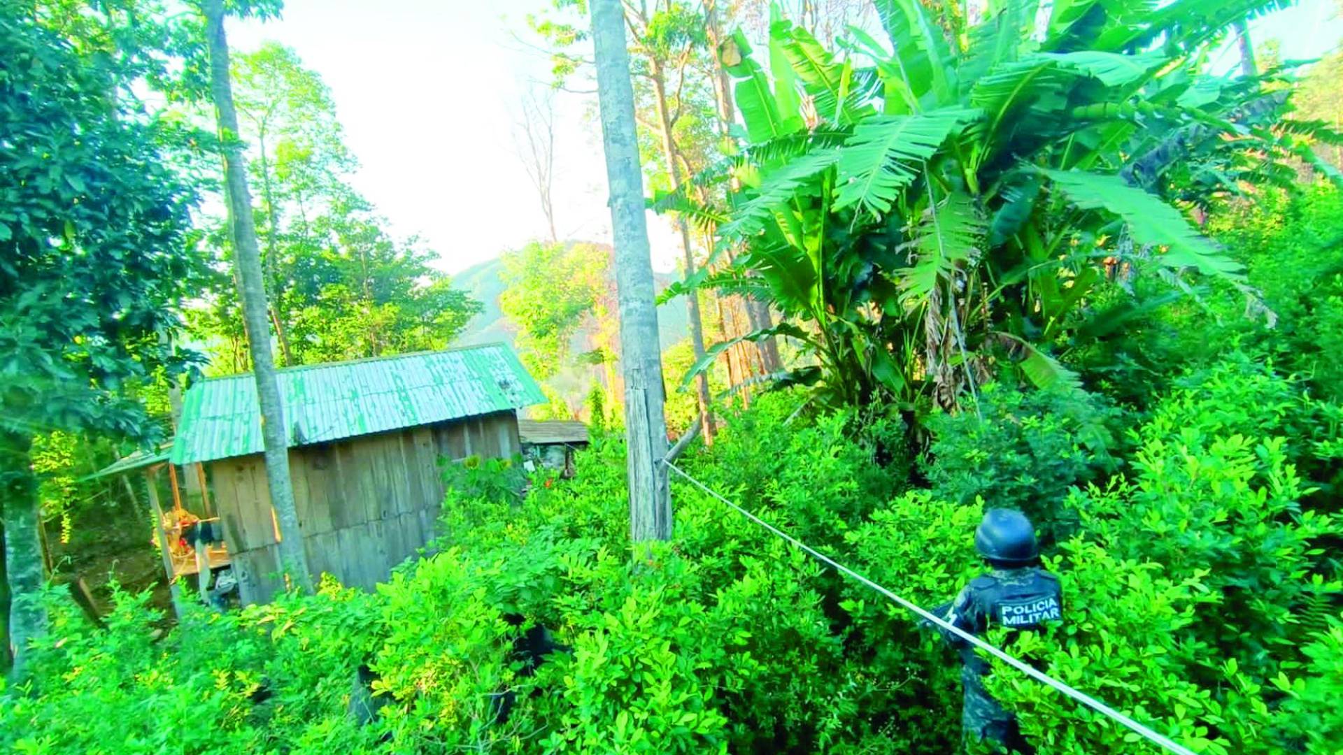 $!Honduras ya no solo es el principal puente para el tráfico de drogas que viene de Sudamérica, también es el mayor productor de pasta base de coca para los carteles mexicanos.