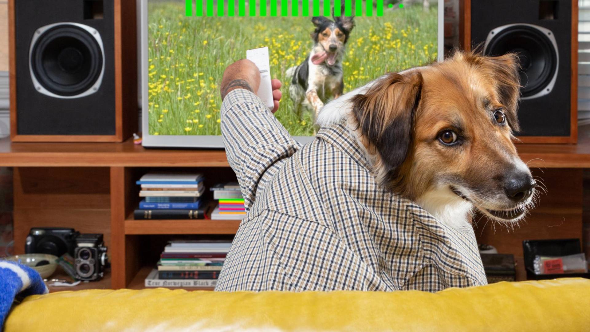 $!El propósito del servicio DogTV es ayudar a las mascotas que se quedan solas en casa.
