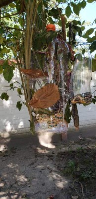 Estudiantes se vuelven guardianes del planeta