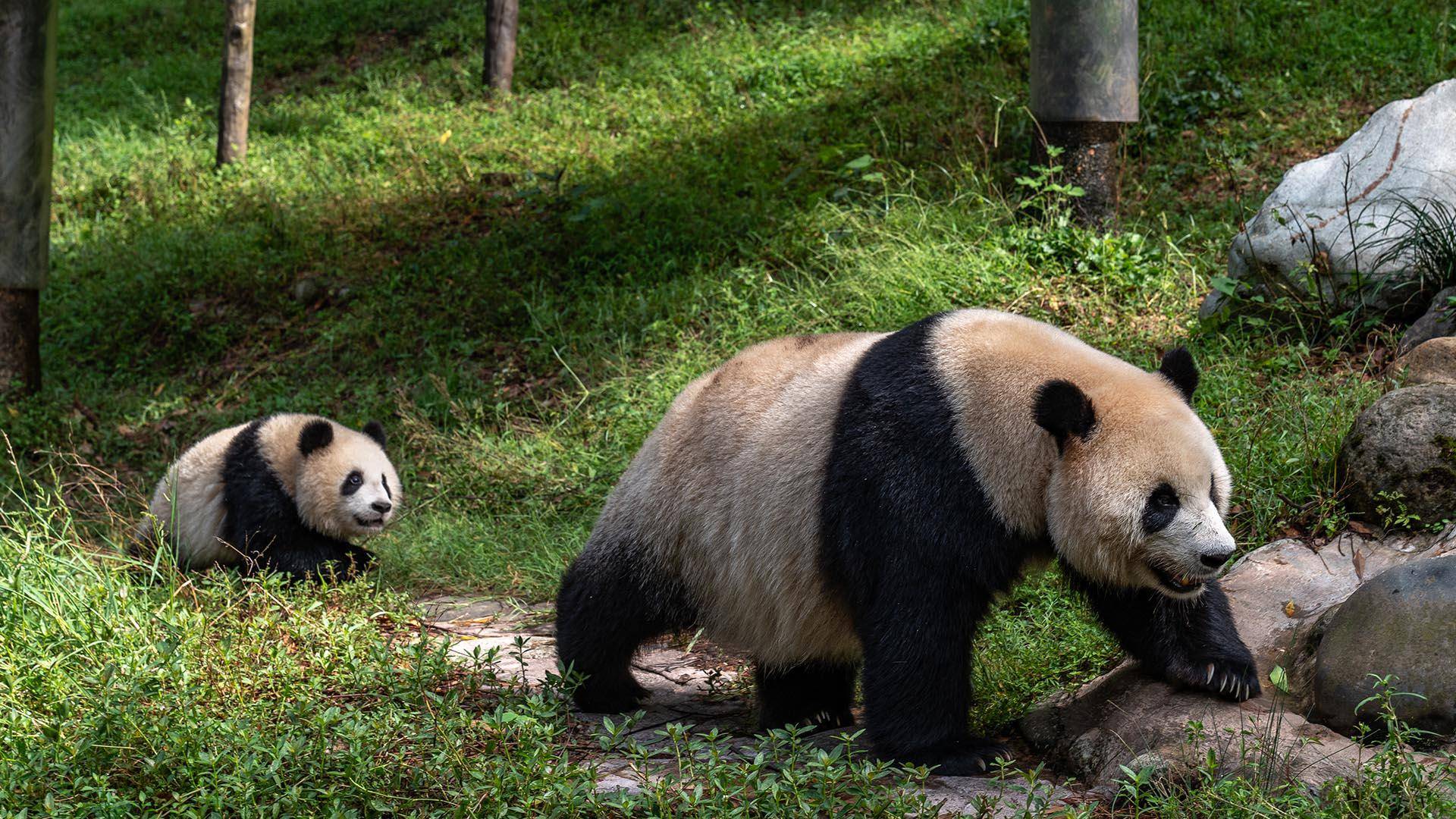 $!Una panda y su cachorro de 1 año en una instalación en Chengdu, China. A principios de siglo, 126 pandas vivían en cautiverio; hoy son más de 700. (The New York Times)