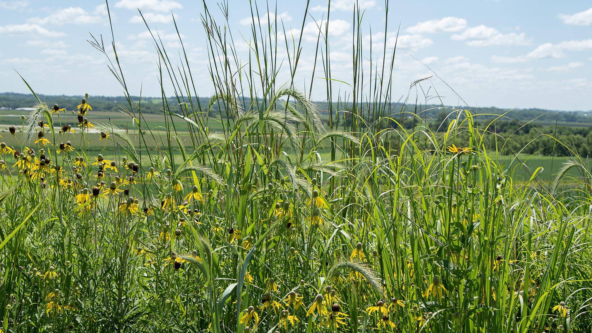 $!Agricultores de Iowa han estado plantando franjas de pradera, que reduen daños ambientales de la agricultura. (Annick Sjobakken para The New York Times)