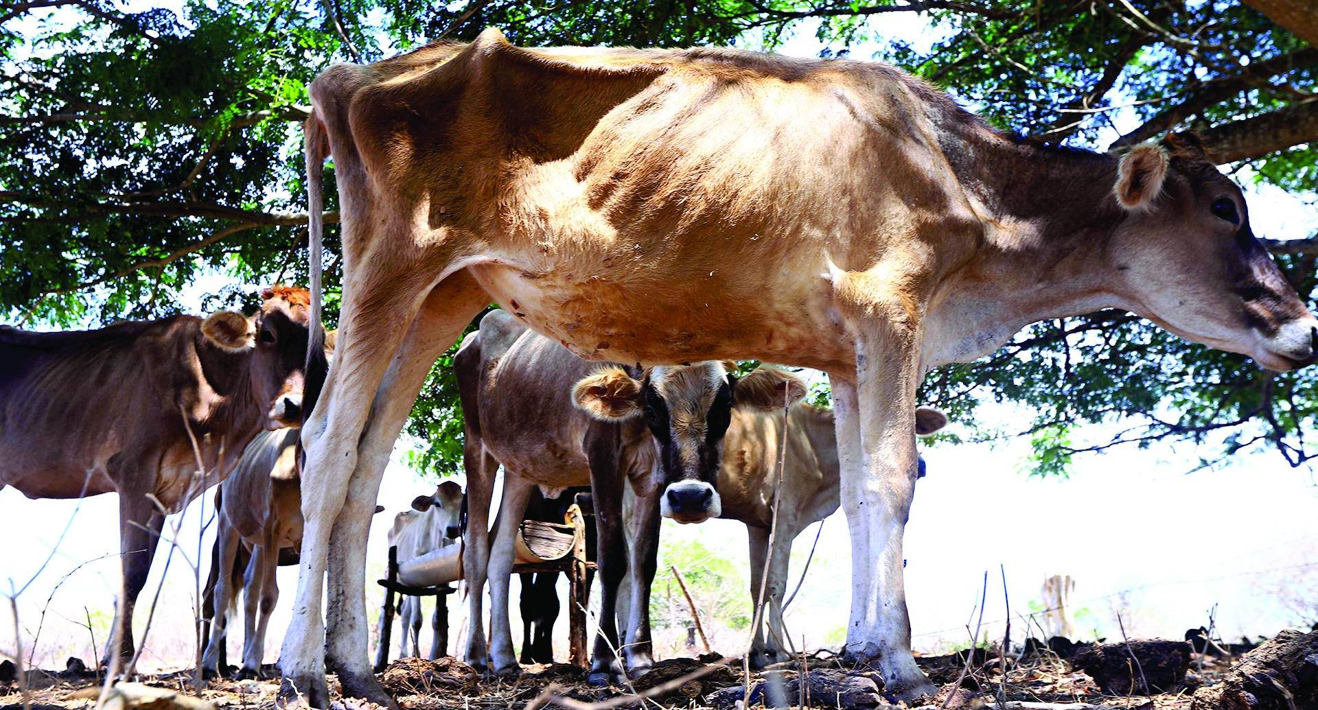 $!Los restos de las vacas se ven a la largo del Valle Arriba a la orilla de camino.
