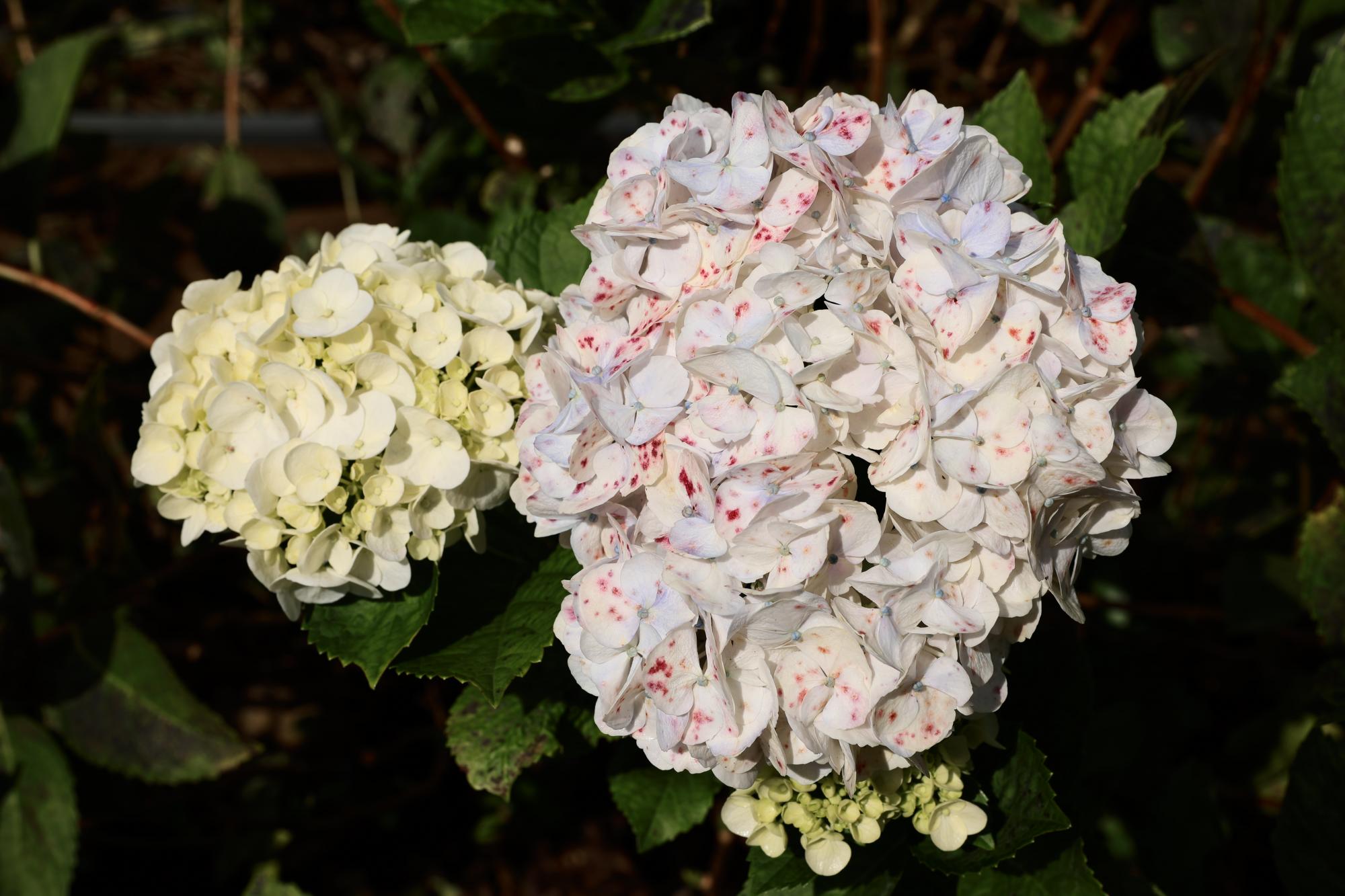 Una hortensia joven y otra en su camino a la madurez. Cada una de sus etapas es bella y por eso es una flor tan fotogénica.