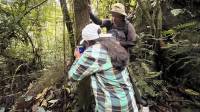 Colocación de cámaras trampa en el refugio para monitoreo por parte de COEAS.