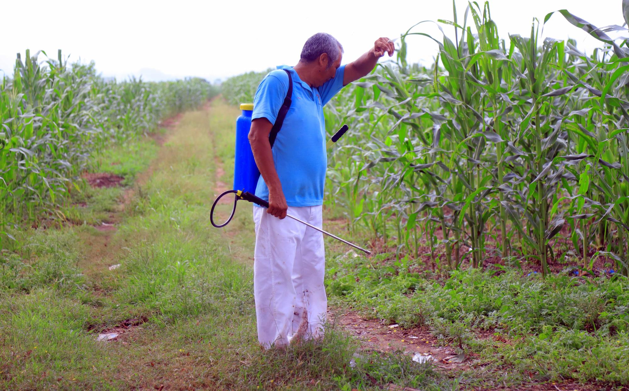 Santos Cabrera cultiva maíz donde antes hubo bananos.