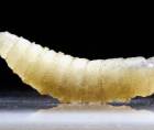 Larva de la mosca Cochliomyia hominivorax.