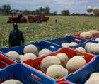 <b><span class=mln_uppercase_mln>Trabajadores recolectan melones en una de las dos plantas productoras de esa fruta que todavía operan en la zona sur del país.</span></b>