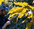 Un caficultor revisa granos de café en una plantación.