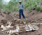 Don Victor Meza, un ganadero de Arenal, Olanchito, observa el esqueleto de una de sus vacas muertas a consecuencia de la sequía.