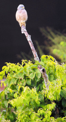 Historias aladas de septiembre