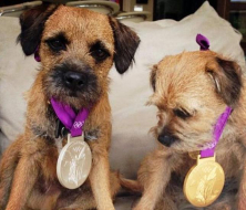 Los perros de Andy Murray, campeones olímpicos