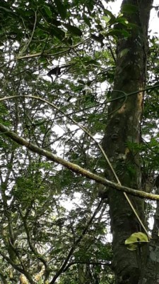 Hermosos parajes en San Antonio de Cortés