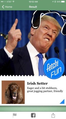 Averigua la raza de tu perro con esta divertida app