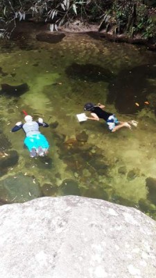 Qué mejor manera de conocer los peces que hacer snorkel en los afluentes del río Cangrejal, donde hay más de 70 especies, de las cuales 3 son únicas de este ecosistema. Cangrejal Tour, 9489-6058.