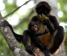 41 especies sumarán a lista de peligro de extinción en Honduras