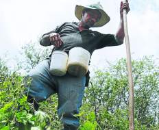El 70% de áreas de cultivo, afectadas por la sequía en Honduras