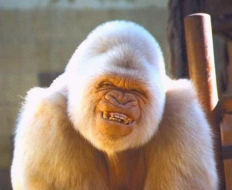 Descubren que provocó el albinismo de Copito de Nieve