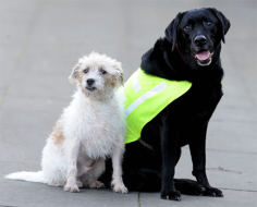 Video: Leal perro guía a otro que quedó ciego