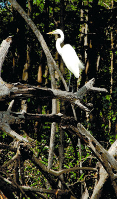 Laguna de Los Micos peligra por sedimentación