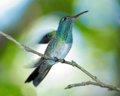 Centro Histórico de Comayagua, maravilla número 1 de Honduras