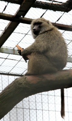 Zoológico Joya grande, un paraíso en crisis por falta de ingresos