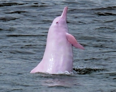 Delfines rosados podrían desaparecer