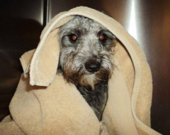 Rescatan a perro atado a vías férreas en EUA