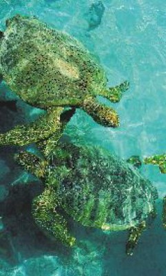 Animales en peligro de extinción