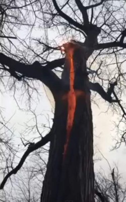 Extraño caso del 'árbol diabólico' que se quema únicamente en su interior