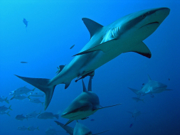 Honduras tendrá santuarios de tiburones