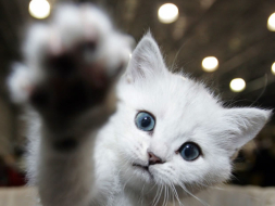 El gato, el temible asesino de la fauna salvaje