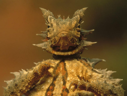 Fotos: Conozca al animal más raro del mundo