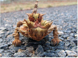 Fotos: Conozca al animal más raro del mundo