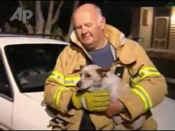 Un perro salva a 4 gatitos de incendio