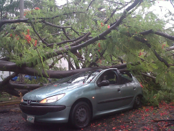 Conductor se salva de milagro tras caer un árbol sobre su auto