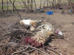 El 'Chupacabras” vuelve al ataque y mata a 14 animales más