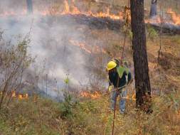 Bosques del centro y sur, amenazados por el fuego
