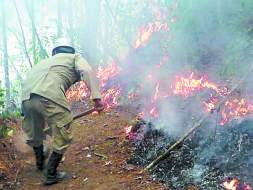 Fuego afecta bosques de 13 departamentos