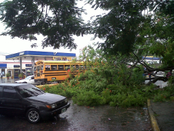 Conductor se salva de milagro tras caer un árbol sobre su auto