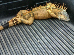 Rescatan a una tortuga carey y a garrobo al norte de Honduras