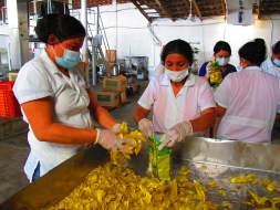 Prevén duplicar comercio con la Unión Europea